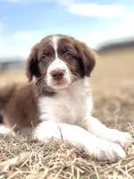 Duck 💙, a male Aussiedoodle for sale in Clayton, NC – Photo 2 of 7
