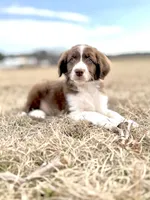 Duck 💙, a male Aussiedoodle for sale in Clayton, NC – Photo 5 of 7