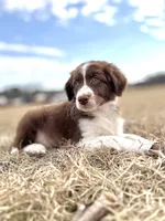 Duck 💙, a male Aussiedoodle for sale in Clayton, NC – Photo 6 of 7
