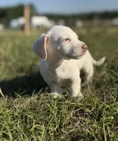 Peaches 🩷, a female Dachshund for sale in Clayton, NC – 7 of 10