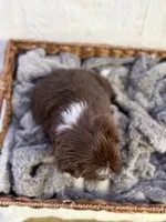 processed/7abbdf24-ea27-4355-9666-3f454f269d4a/listing/fcd9c33a-95ca-43b4-bb88-ffd35480cce7/b551bd7c-bdcb-48e6-adfe-841efcfb747e