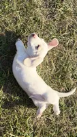 Cash 💙, a male Miniature Dachshund for sale in Clayton, NC – 8 of 9