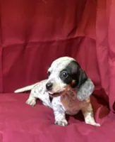 Girl_2, a female Miniature Dachshund for sale in Summerville, GA – Photo 1 of 3