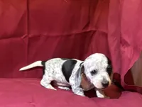 Girl_2, a female Miniature Dachshund for sale in Summerville, GA – Photo 3 of 3