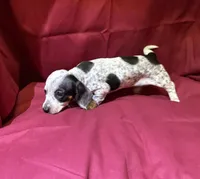 Girl_2, a female Miniature Dachshund for sale in Summerville, GA – Photo 2 of 3