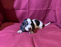 Boy, a male Miniature Dachshund for sale in Summerville, GA – Photo 3 of 3