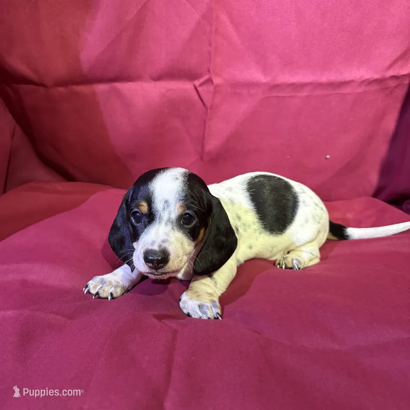 Boy – Miniature Dachshund puppy on hold in Summerville, GA