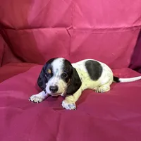 Boy, a male Miniature Dachshund for sale in Summerville, GA – Photo 1 of 3