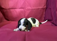 Boy, a male Miniature Dachshund for sale in Summerville, GA – Photo 2 of 3