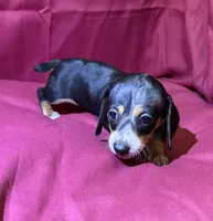 Girl_3, a female Miniature Dachshund for sale in Summerville, GA – Photo 2 of 3