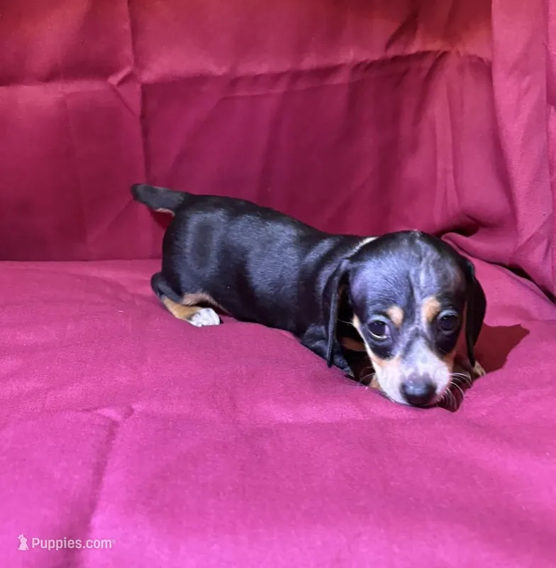 Girl_3 – Miniature Dachshund puppy on hold in Summerville, GA