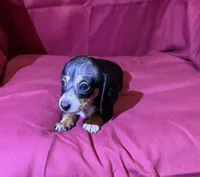 Girl_3, a female Miniature Dachshund for sale in Summerville, GA – Photo 3 of 3