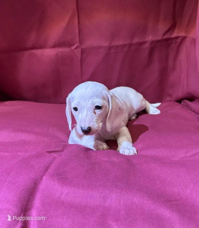 Girl_1 – Miniature Dachshund puppy for sale in Summerville, GA
