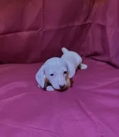 Girl_1, a female Miniature Dachshund for sale in Summerville, GA – Photo 2 of 3