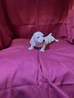 Girl_1, a female Miniature Dachshund for sale in Summerville, GA – Photo 3 of 3