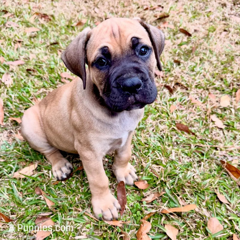 Bear, a male Cane Corso for sale in Deridder, LA – Photo 1 of 1