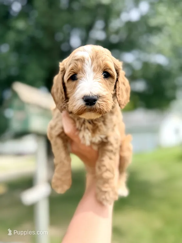 Wake- Mini English – English Goldendoodle, Miniature Goldendoodle puppy for sale in Decorah, IA