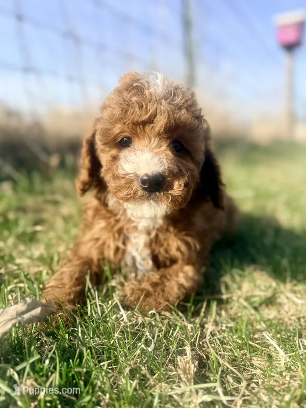 Rocky – Goldendoodle, Miniature Goldendoodle puppy for sale in Decorah, IA