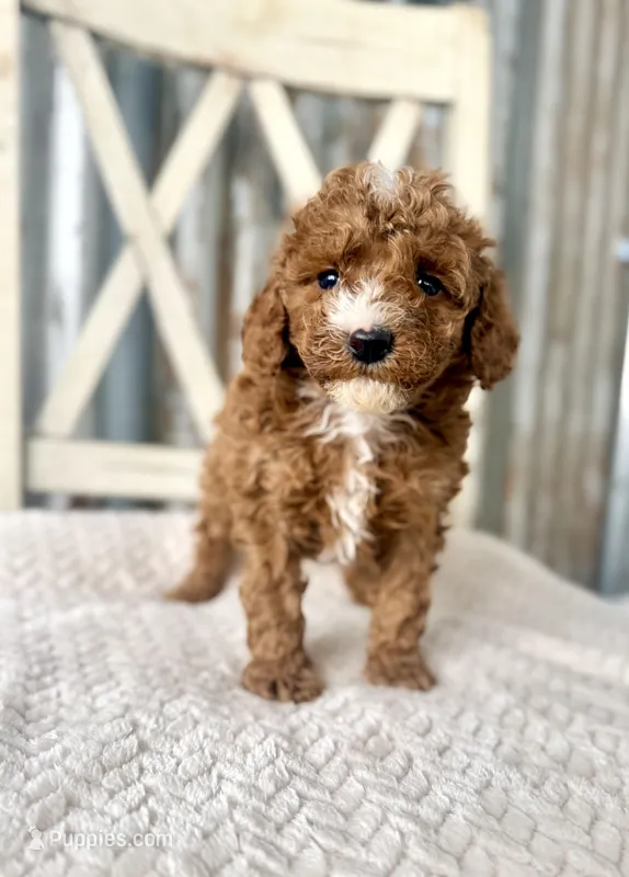 Rocky – Goldendoodle, Miniature Goldendoodle puppy for sale in Decorah, IA