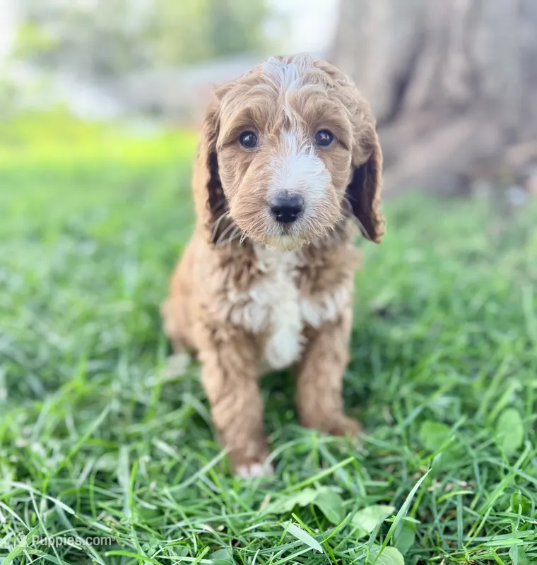 Marina- Mini English – English Goldendoodle, Miniature Goldendoodle puppy for sale in Decorah, IA