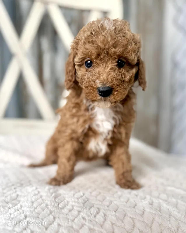 Everest – Goldendoodle, Miniature Goldendoodle puppy for sale in Decorah, IA