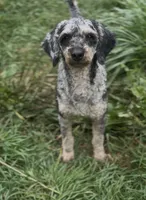 Herky- Miniature, a male Poodle - Toy  and Poodle - Miniature  for sale in Decorah, IA – 2 of 5