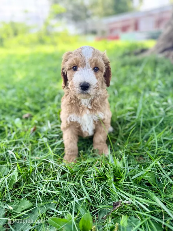 Smores- Mini English – English Goldendoodle, Miniature Goldendoodle puppy for sale in Decorah, IA