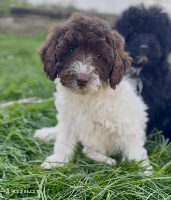 Georgia – English Goldendoodle, Miniature Goldendoodle puppy for sale in Decorah, IA