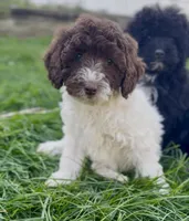 Georgia, a female English Goldendoodle and Miniature Goldendoodle for sale in Decorah, IA – 1 of 1