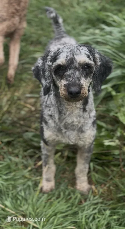Herky- Miniature – Poodle - Toy , Poodle - Miniature  puppy for sale in Decorah, IA