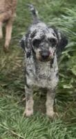 Herky- Miniature, a male Poodle - Toy  and Poodle - Miniature  for sale in Decorah, IA – 1 of 5