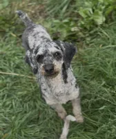 Herky- Miniature, a male Poodle - Toy  and Poodle - Miniature  for sale in Decorah, IA – 4 of 5