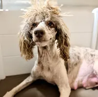 Masha, a female Poodle - Standard  for sale in Decorah, IA – 3 of 3