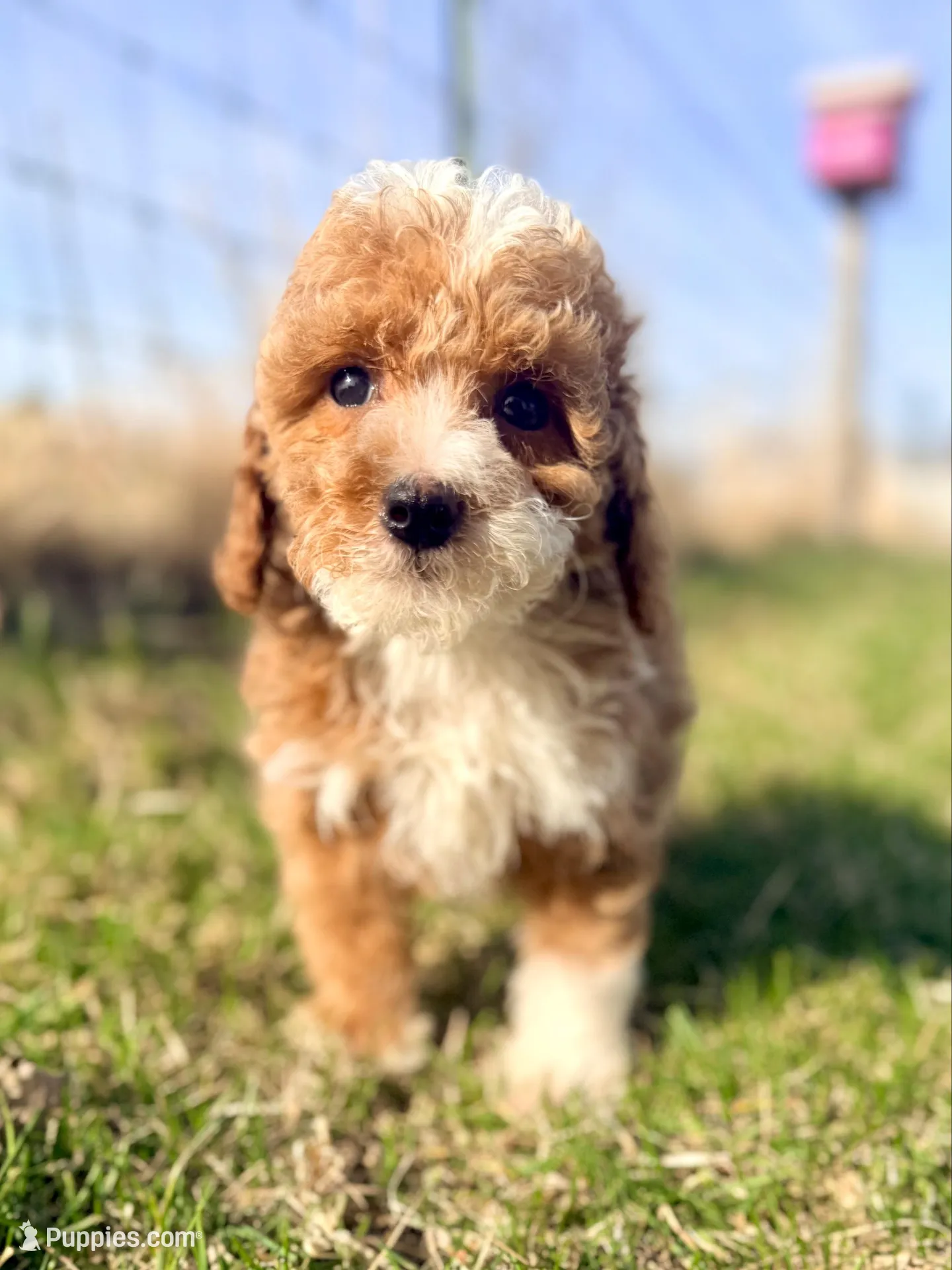 Rubble – Goldendoodle, Miniature Goldendoodle puppy for sale in Decorah, IA