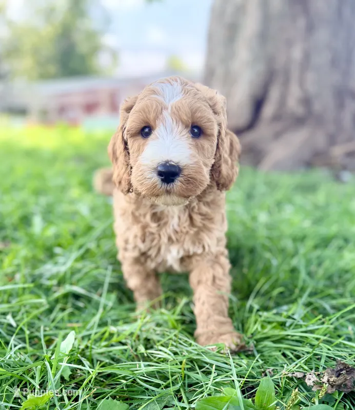Wake- Mini English – English Goldendoodle, Miniature Goldendoodle puppy for sale in Decorah, IA