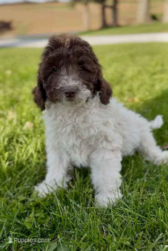 Georgia – English Goldendoodle, Miniature Goldendoodle puppy for sale in Decorah, IA
