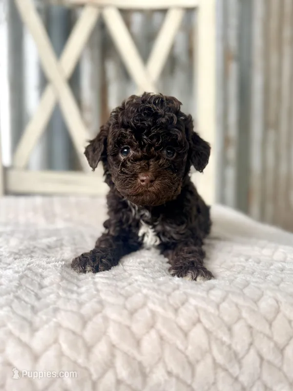 Cupid – Goldendoodle, Miniature Goldendoodle puppy for sale in Decorah, IA