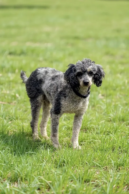 Herky – Poodle - Miniature  puppy for sale in Decorah, IA