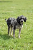 Herky, a male Poodle - Miniature  for sale in Decorah, IA – 1 of 1