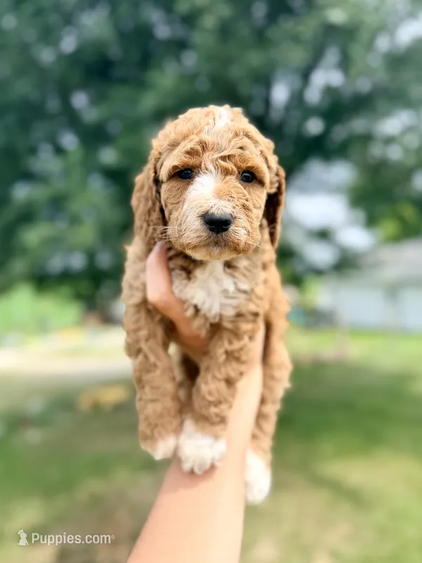 Sunny- Mini English – English Goldendoodle, Miniature Goldendoodle puppy for sale in Decorah, IA