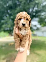 Sunny- Mini English, a female English Goldendoodle and Miniature Goldendoodle for sale in Decorah, IA – 1 of 1