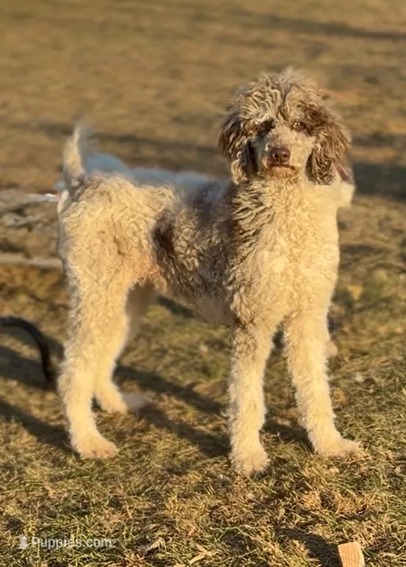 Masha – Poodle - Standard  puppy for sale in Decorah, IA