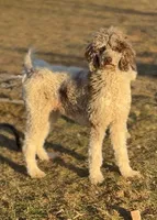 Masha, a female Poodle - Standard  for sale in Decorah, IA – 1 of 3