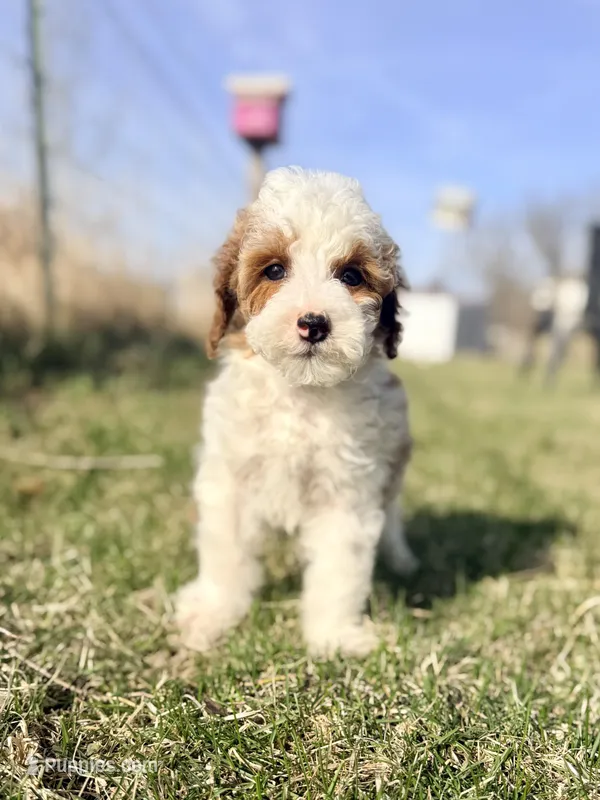 Marshall – Goldendoodle, Miniature Goldendoodle puppy for sale in Decorah, IA