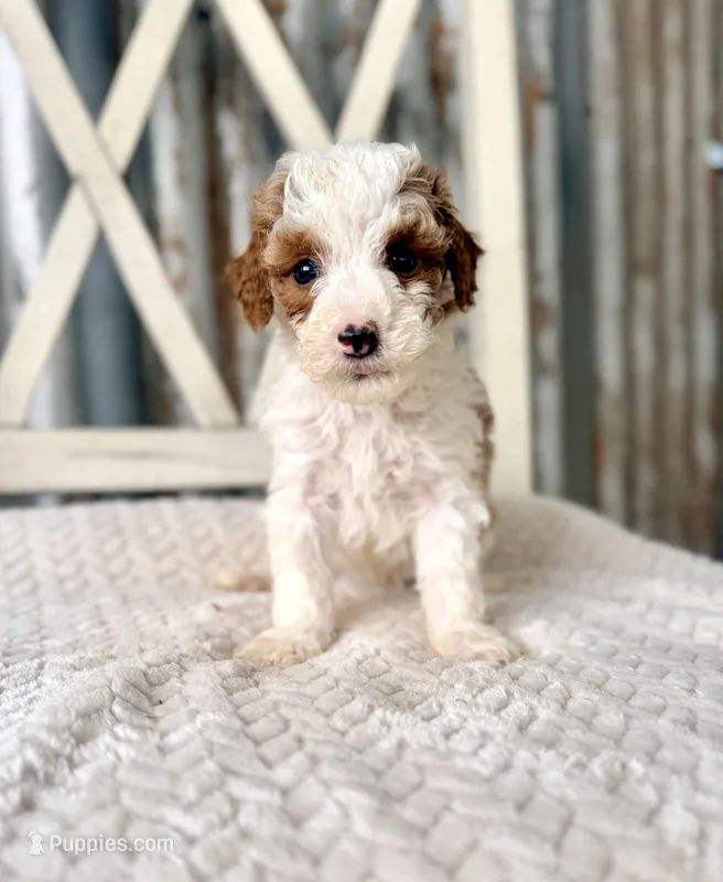 Marshall – Goldendoodle, Miniature Goldendoodle puppy for sale in Decorah, IA