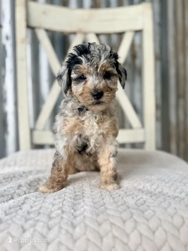 Venus – Goldendoodle, Miniature Goldendoodle puppy for sale in Decorah, IA