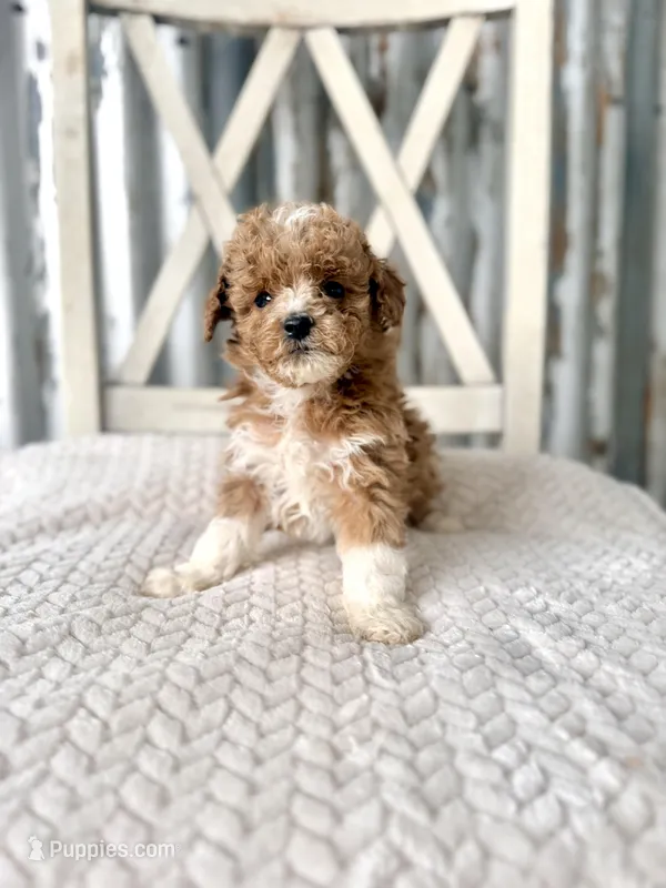 Skye – Goldendoodle, Miniature Goldendoodle puppy for sale in Decorah, IA