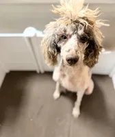 Masha, a female Poodle - Standard  for sale in Decorah, IA – 2 of 3