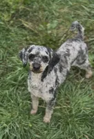 Herky- Miniature, a male Poodle - Toy  and Poodle - Miniature  for sale in Decorah, IA – 3 of 5