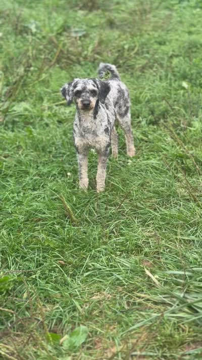 Herky- Miniature, a male Poodle - Toy  and Poodle - Miniature  for sale in Decorah, IA – 5 of 5